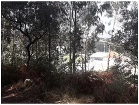 Fotografia 3 de 8: Terreno rustico de pinhal, eucaliptal e mato, com forte pend