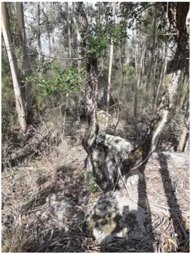 Fotografia 5 de 8: Terreno rustico de pinhal, eucaliptal e mato, com forte pend