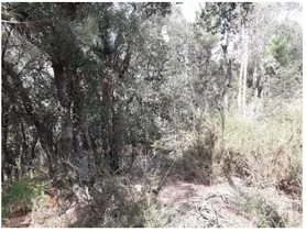 Fotografia 6 de 8: Terreno rustico de pinhal, eucaliptal e mato, com forte pend