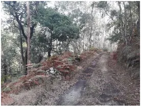 Fotografia 8 de 8: Terreno rustico de pinhal, eucaliptal e mato, com forte pend