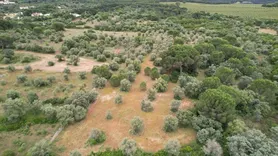 Fotografia 5 de 9: ½ de Rústico - (c/ 8.720,00m²) - Almoster / Santarém