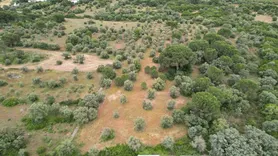 Fotografia 6 de 9: ½ de Rústico - (c/ 8.720,00m²) - Almoster / Santarém