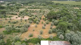 Fotografia 7 de 9: ½ de Rústico - (c/ 8.720,00m²) - Almoster / Santarém