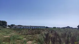 Fotografia 3 de 11: Prédio rústico composto por terra de vinha e oliveiras, com 