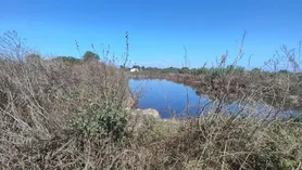 Fotografia 4 de 11: Prédio rústico composto por terra de vinha e oliveiras, com 