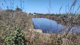 Fotografia 6 de 11: Prédio rústico composto por terra de vinha e oliveiras, com 