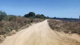 Fotografia 7 de 11: Prédio rústico composto por terra de vinha e oliveiras, com 