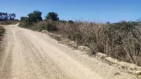 Fotografia 8 de 11: Prédio rústico composto por terra de vinha e oliveiras, com 
