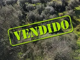 Fotografia 1 de 2: Prédio rústico composto por pastagem e oliveiras, com 250m2,