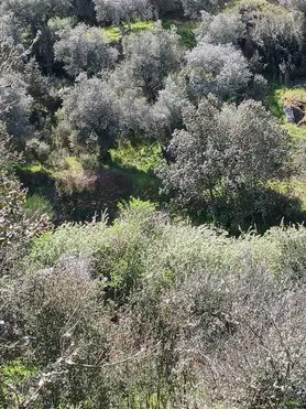 Fotografia 2 de 2: Prédio rústico composto por pastagem e oliveiras, com 250m2,