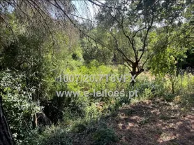 Fotografia 4 de 5: Prédio rústico (1.920 m²) - Vinha da Matinha, Meca (Alenquer