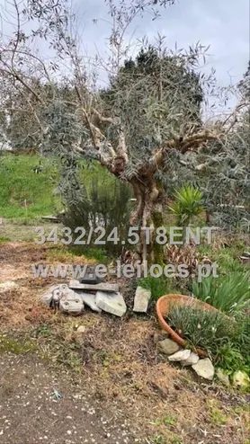 Fotografia 11 de 12: Lote composto por moradia e terreno em Sardoal